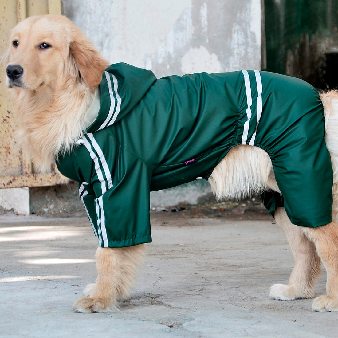 Large and Medium Dog Raincoat for All Seasons